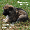 Small Photo #1 German Shepherd Dog Puppy For Sale in STURGIS, KY, USA
