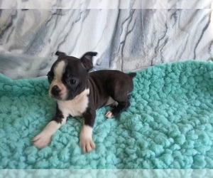 Boston Terrier Puppy for sale in LAUREL, MS, USA