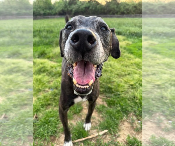 Medium Photo #2 American Pit Bull Terrier-Unknown Mix Puppy For Sale in Germantown, OH, USA