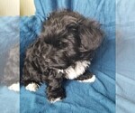 Small Photo #29 Morkie Puppy For Sale in HOLLAND, MI, USA