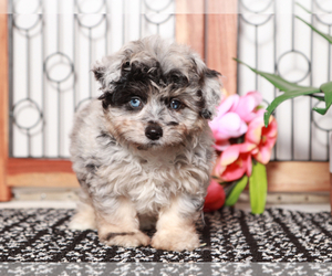 Aussiedoodle Miniature  Puppy for sale in NAPLES, FL, USA