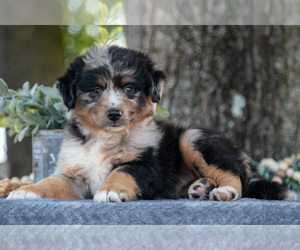 Medium Miniature Australian Shepherd