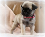 Small Photo #19 Pug Puppy For Sale in WINNSBORO, TX, USA