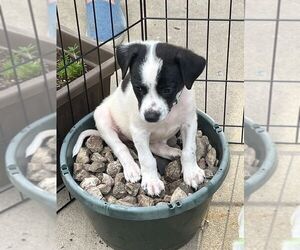 Pointer-Unknown Mix Dogs for adoption in Minneapolis, MN, USA