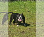 Small Photo #1 American Bully Puppy For Sale in PADUCAH, KY, USA