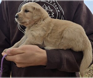 Golden Retriever Puppy for sale in PRINCEVILLE, IL, USA