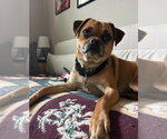 Small #2 Puggle