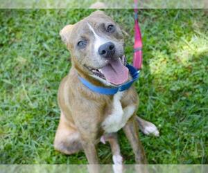 American Staffordshire Terrier-Unknown Mix Dogs for adoption in Tallahassee, FL, USA