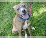 Small American Staffordshire Terrier Mix