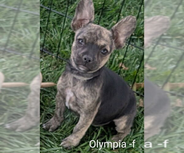 Medium Photo #1 Chihuahua-Rhodesian Ridgeback Mix Puppy For Sale in San Bernardino, CA, USA