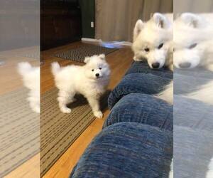 Samoyed Puppy for sale in DELLEKER, CA, USA