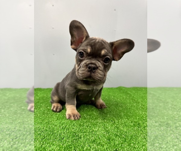 Medium Photo #2 French Bulldog Puppy For Sale in SACRAMENTO, CA, USA