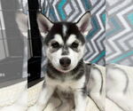Small Siberian Husky