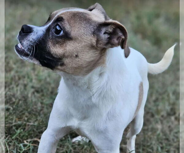Medium Photo #4 Pug-Unknown Mix Puppy For Sale in Sheboygan, WI, USA