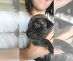 Small Photo #43 Daniff-Neapolitan Mastiff Mix Puppy For Sale in MONTEVIEW, ID, USA