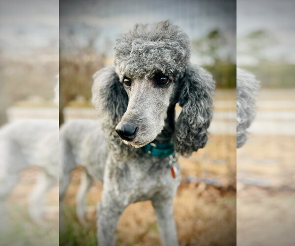 Medium Photo #4 Poodle (Standard) Puppy For Sale in Pacolet, SC, USA