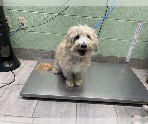 Medium Photo #1 Maltipoo (Miniature) Puppy For Sale in Grand Prairie, TX, USA