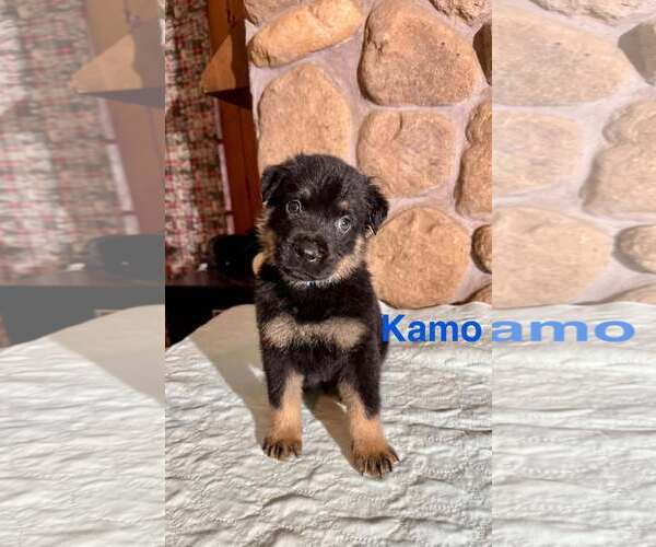 Medium Photo #6 Rottweiler-Unknown Mix Puppy For Sale in Minneapolis, MN, USA