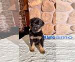Small #5 Rottweiler Mix