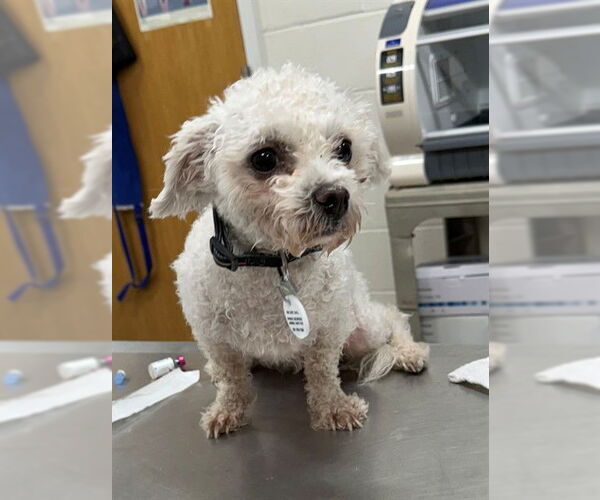 Medium Photo #1 Bichon Frise Puppy For Sale in Forestville, MD, USA