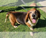 Small Basset Hound
