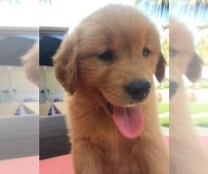Golden Retriever Puppy for sale in SANTA ANA, CA, USA