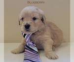 Small Photo #8 Goldendoodle Puppy For Sale in MILFORD, MI, USA