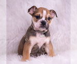 Small #1 Bulldog