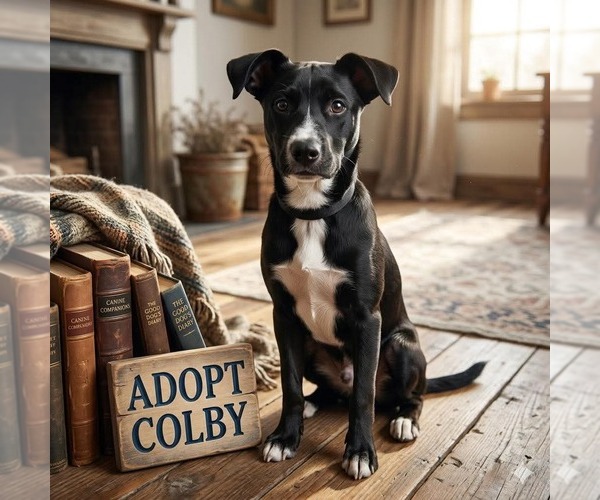 Medium Photo #4 Mutt Puppy For Sale in Genesee, WI, USA