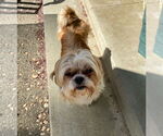 Small #3 Shih Tzu