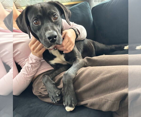Medium Photo #20 Labrador Retriever-Unknown Mix Puppy For Sale in Boston, MA, USA