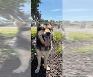 German Shepherd Dog-Huskies  Mix Dogs for adoption in Oakdale, CA, USA