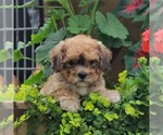 Small Photo #3 Bichon Frise-Cavachon Mix Puppy For Sale in BIRD IN HAND, PA, USA