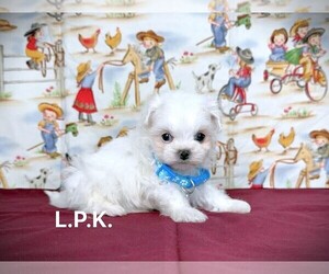 Maltipoo Puppy for sale in WINNSBORO, LA, USA