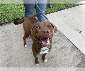 American Pit Bull Terrier-Unknown Mix Dogs for adoption in Corpus Christi, TX, USA