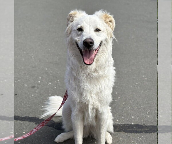 Medium Photo #2 Mutt Puppy For Sale in Canton, CT, USA