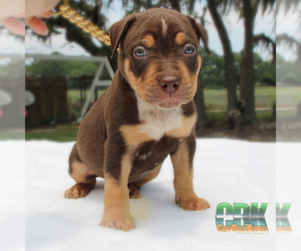 Medium Photo #3 American Bully Puppy For Sale in JOHNS ISLAND, SC, USA