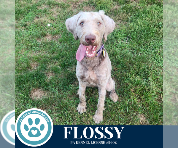 Medium Photo #2 Labradoodle Puppy For Sale in Kimberton, PA, USA