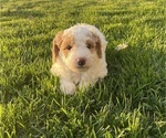 Small Photo #5 Goldendoodle (Miniature) Puppy For Sale in CRAIGVILLE, IN, USA