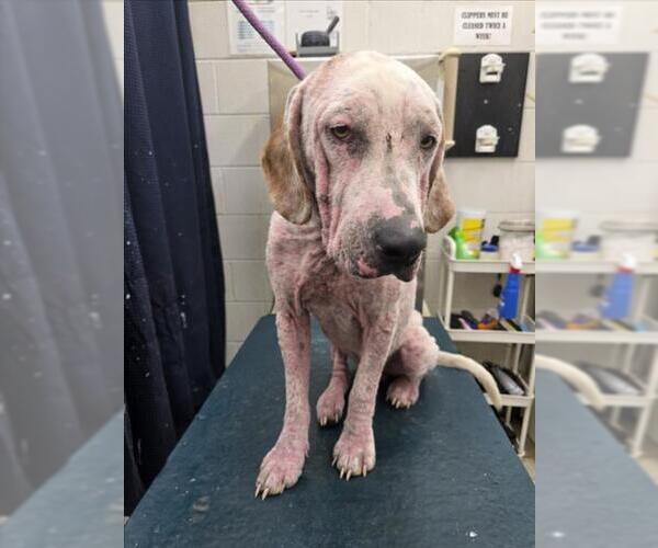 Medium Photo #1 Labrador Retriever-Unknown Mix Puppy For Sale in Mobile, AL, USA