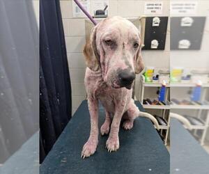 Labrador Retriever-Unknown Mix Dogs for adoption in Mobile, AL, USA