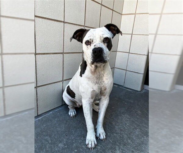 Medium Photo #1 American Pit Bull Terrier Puppy For Sale in Corpus Christi, TX, USA