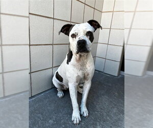 American Pit Bull Terrier Dogs for adoption in Corpus Christi, TX, USA