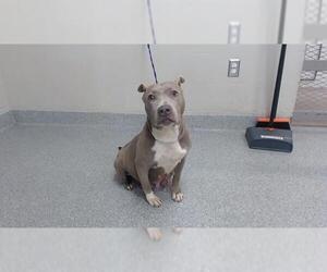 Staffordshire Bull Terrier-Unknown Mix Dogs for adoption in Pasadena, TX, USA