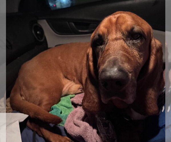 Medium Photo #4 Basset Hound Puppy For Sale in Brookville, OH, USA