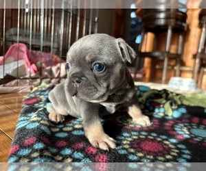 French Bulldog Puppy for Sale in SAINT AUGUSTINE, Florida USA