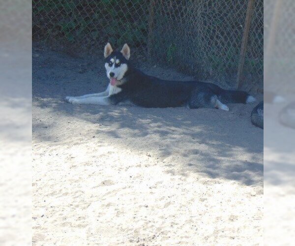 Medium Photo #4 Siberian Husky-Unknown Mix Puppy For Sale in Pacific grove , CA, USA