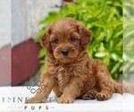 Small #2 Cavapoo