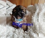 Small #2 Maltese-Silky Cocker Mix