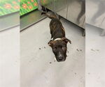 Small American Pit Bull Terrier